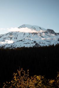 Preview wallpaper mountain, peak, snowy, forest, trees