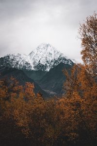 Preview wallpaper mountain, peak, snowy, trees, landscape