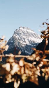 Preview wallpaper mountain, peak, snowy, branch, landscape