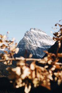 Preview wallpaper mountain, peak, snowy, branch, landscape