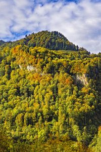 Preview wallpaper mountain, peak, trees, autumn, landscape