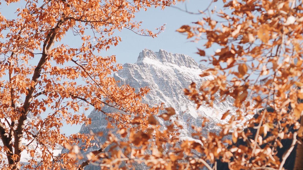 Wallpaper mountain, peak, trees, branches, landscape