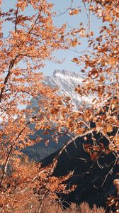 Preview wallpaper mountain, peak, trees, branches, landscape