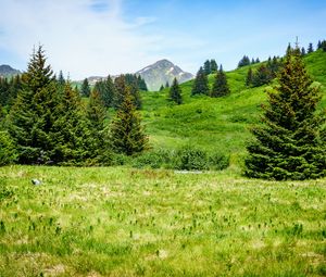 Preview wallpaper mountain, peak, trees, hills