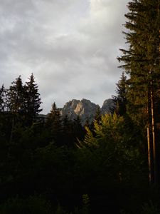 Preview wallpaper mountain, peak, trees, pines, forest