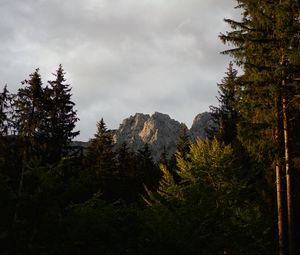 Preview wallpaper mountain, peak, trees, pines, forest