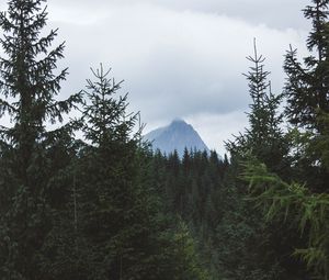 Preview wallpaper mountain, peak, trees, forest