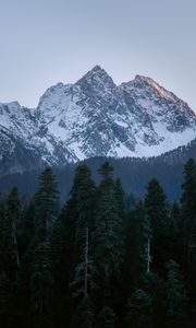 Preview wallpaper mountain, peak, trees, pines, landscape