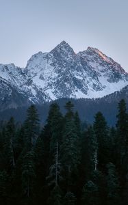 Preview wallpaper mountain, peak, trees, pines, landscape