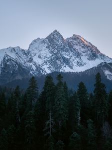 Preview wallpaper mountain, peak, trees, pines, landscape