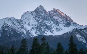 Preview wallpaper mountain, peak, trees, pines, landscape