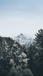 Preview wallpaper mountain, peak, trees, snow, landscape, winter