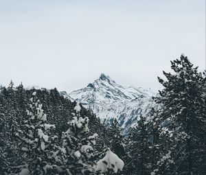 Preview wallpaper mountain, peak, trees, snow, landscape, winter