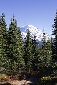 Preview wallpaper mountain, peak, trees, forest, landscape, nature