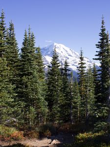 Preview wallpaper mountain, peak, trees, forest, landscape, nature