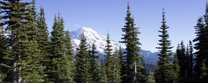 Preview wallpaper mountain, peak, trees, forest, landscape, nature