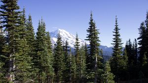 Preview wallpaper mountain, peak, trees, forest, landscape, nature
