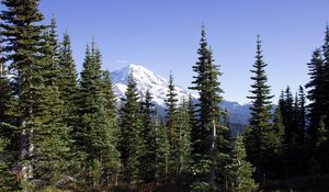 Preview wallpaper mountain, peak, trees, forest, landscape, nature