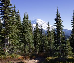 Preview wallpaper mountain, peak, trees, forest, landscape, nature