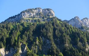Preview wallpaper mountain, peak, trees, pines, nature