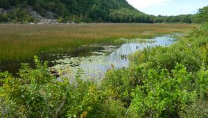 Preview wallpaper mountain, pond, shrubs, nature