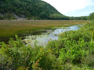 Preview wallpaper mountain, pond, shrubs, nature