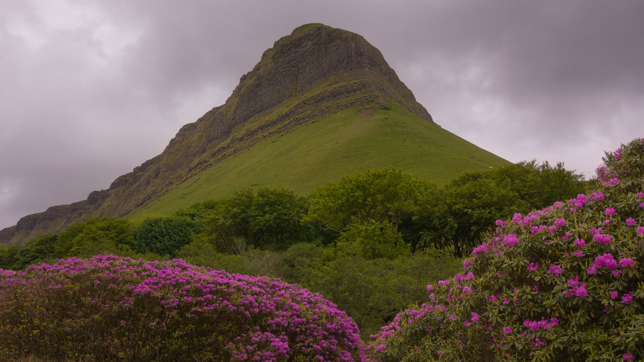 Wallpaper mountain, rhododendron, flowers, landscape, nature