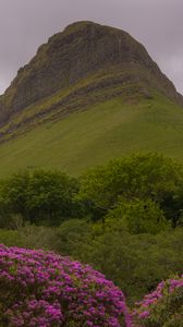 Preview wallpaper mountain, rhododendron, flowers, landscape, nature