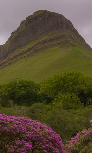 Preview wallpaper mountain, rhododendron, flowers, landscape, nature