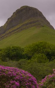 Preview wallpaper mountain, rhododendron, flowers, landscape, nature