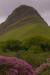 Preview wallpaper mountain, rhododendron, flowers, landscape, nature