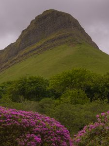 Preview wallpaper mountain, rhododendron, flowers, landscape, nature