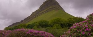 Preview wallpaper mountain, rhododendron, flowers, landscape, nature