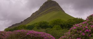 Preview wallpaper mountain, rhododendron, flowers, landscape, nature