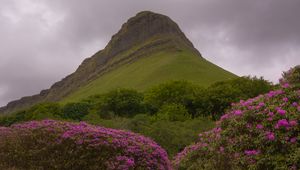 Preview wallpaper mountain, rhododendron, flowers, landscape, nature