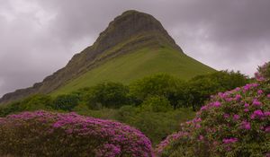 Preview wallpaper mountain, rhododendron, flowers, landscape, nature