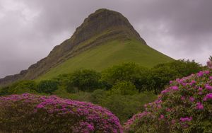 Preview wallpaper mountain, rhododendron, flowers, landscape, nature