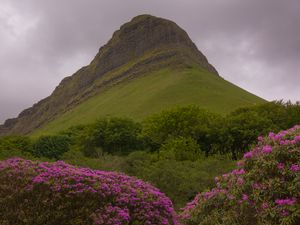 Preview wallpaper mountain, rhododendron, flowers, landscape, nature