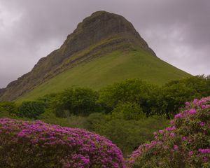 Preview wallpaper mountain, rhododendron, flowers, landscape, nature