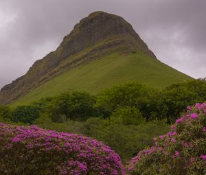 Preview wallpaper mountain, rhododendron, flowers, landscape, nature