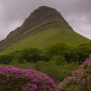 Preview wallpaper mountain, rhododendron, flowers, landscape, nature