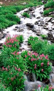 Preview wallpaper mountain river, stones, greens, flowers, vegetation