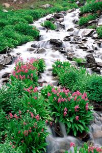 Preview wallpaper mountain river, stones, greens, flowers, vegetation