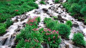 Preview wallpaper mountain river, stones, greens, flowers, vegetation