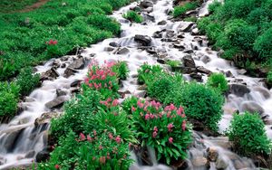 Preview wallpaper mountain river, stones, greens, flowers, vegetation