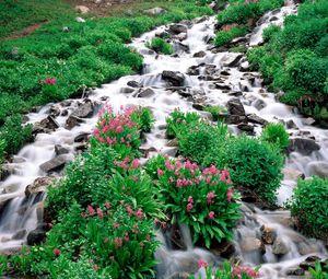Preview wallpaper mountain river, stones, greens, flowers, vegetation