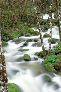 Preview wallpaper mountain river, stones, moss, birch