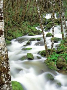 Preview wallpaper mountain river, stones, moss, birch