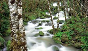 Preview wallpaper mountain river, stones, moss, birch