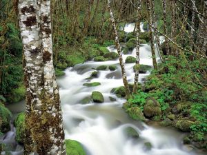 Preview wallpaper mountain river, stones, moss, birch